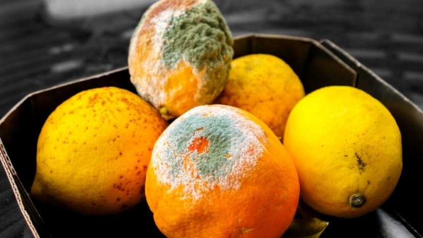Bea 115 moho naranja.jpg